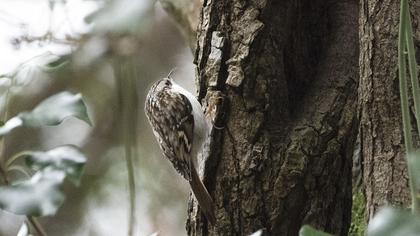 Eurasian Treecreeper