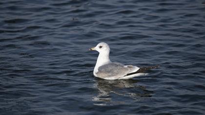 Küçük gümüş martı