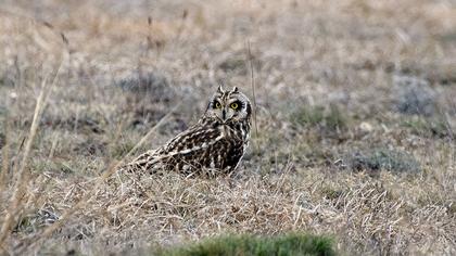 Short-eared Owl