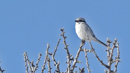 Büyük örümcekkuşu