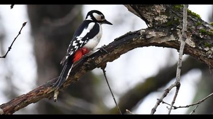 Orman alaca ağaçkakanı