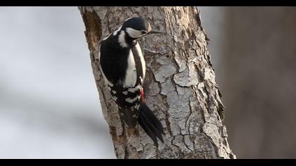 Orman alaca ağaçkakanı