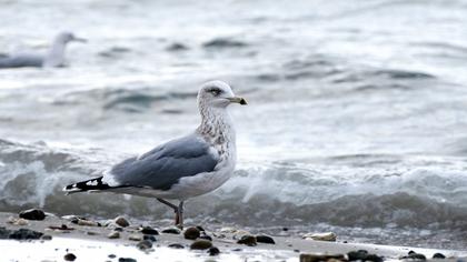 Kuzey gümüş martı