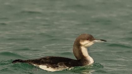 Karagerdanlı dalgıç