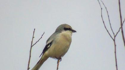 Büyük örümcekkuşu