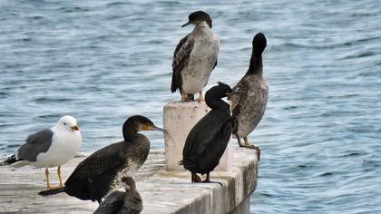European Shag