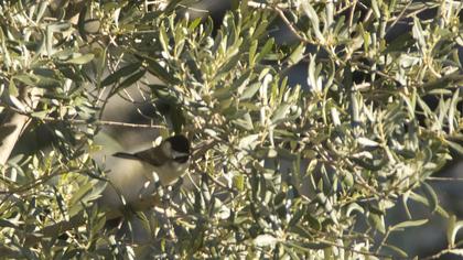 Akyanaklı baştankara