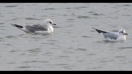 Küçük gümüş martı