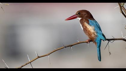 İzmir yalıçapkını