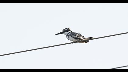 Alaca yalıçapkını