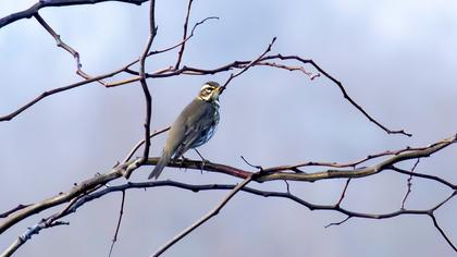 Redwing
