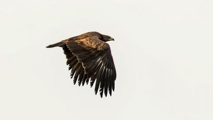 Büyük orman kartalı