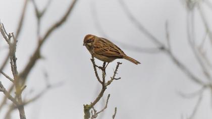 Bataklık Kirazkuşu