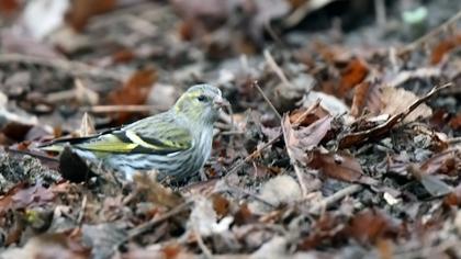 Eurasian Siskin