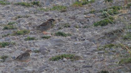 Eurasian Tree Sparrow
