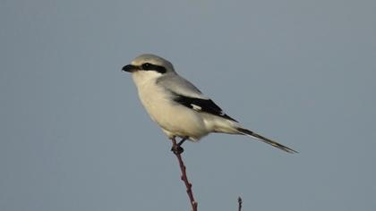 Büyük örümcekkuşu