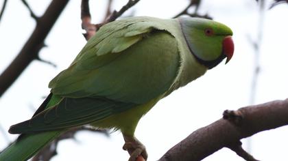 Yeşil papağan