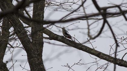 Orman alaca ağaçkakanı