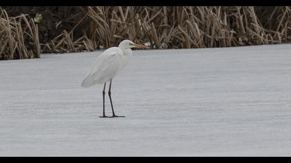 Büyük ak balıkçıl