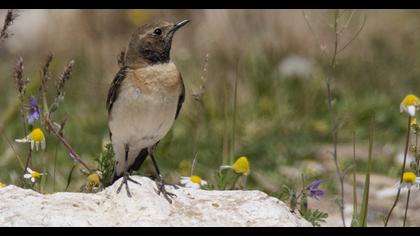 Karakulaklı kuyrukkakan