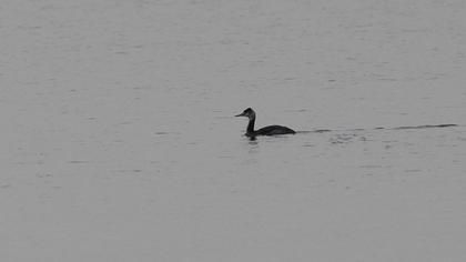 Great Crested Grebe