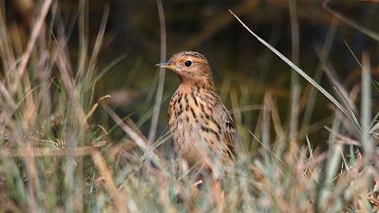 Kızılgerdanlı incirkuşu