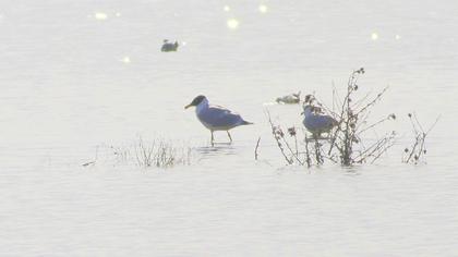 Büyük karabaş martı