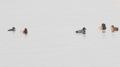 Common Pochard