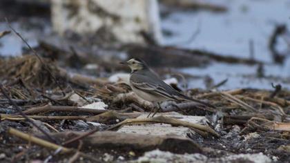 White Wagtail