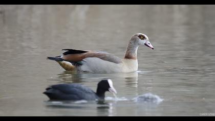 Egyptian Goose