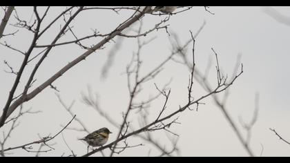 Brambling