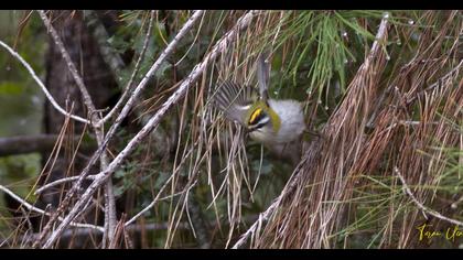 Sürmeli çalıkuşu