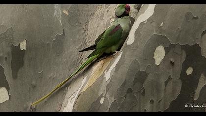 İskender papağanı