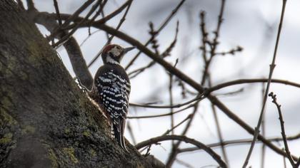 Aksırtlı ağaçkakan