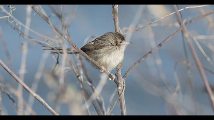 Dikkuyruklu ötleğen