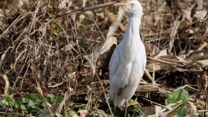 Sığır balıkçılı
