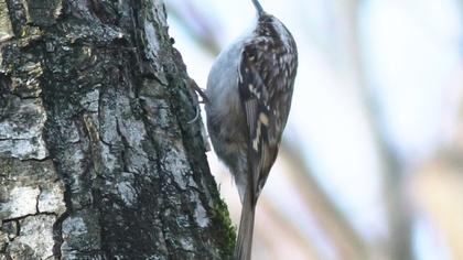 Bahçe tırmaşıkkuşu