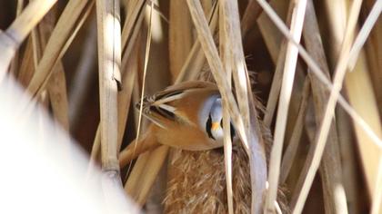 Bıyıklı baştankara