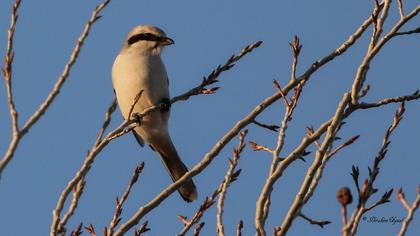 Büyük örümcekkuşu