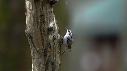 Bahçe tırmaşıkkuşu