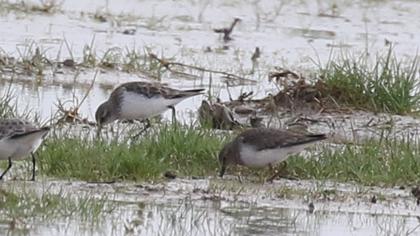 Sarıbacaklı kumkuşu