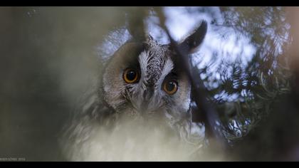 Kulaklı orman baykuşu