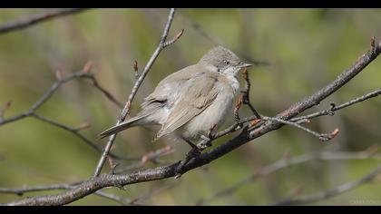 Küçük akgerdanlı ötleğen