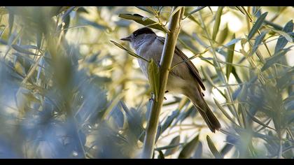 Karabaşlı ötleğen