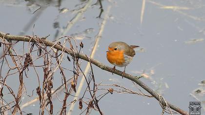 European Robin