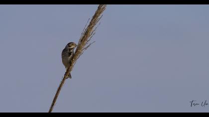 Bataklık Kirazkuşu