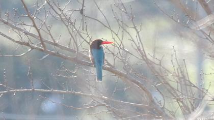 İzmir yalıçapkını