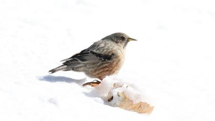 Büyük dağbülbülü