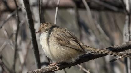 Dikkuyruklu ötleğen