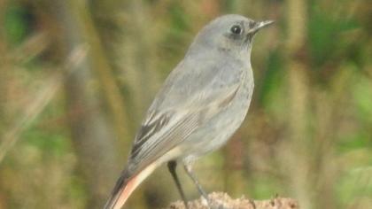Black Redstart